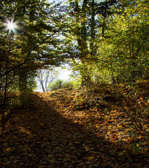 Walking path covered with dry yellow foliage and sun rays making their way through the foliage of the trees
