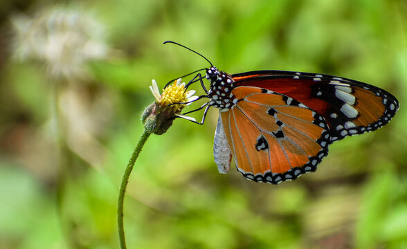 Danaus chrysippus, also known as the plain tiger,African queen, or African monarch, is a medium-sized butterfly widespread in Asia, Australia and Africa. -Photo location- Tamilnadu, India.