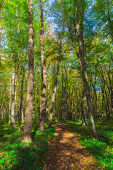 Fototapeta premium Beautiful green forest in the sunny day