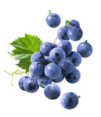 Flying blue grapes isolated on white background. Bunch of falling berries