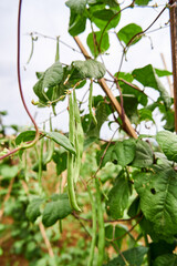 green beans grow fresh in the plantation
