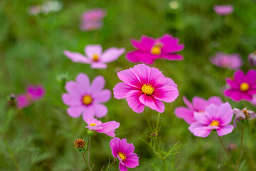 濃いピンク色のコスモスの花