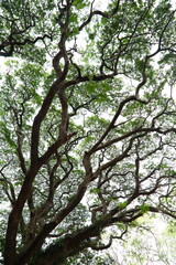 Beautiful fresh green  foliage - nurture abstract backgrounds.