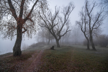 morning in the forest