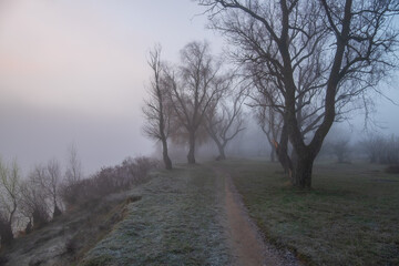 morning in the fog