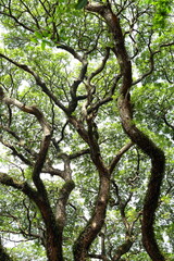 Fresh green old tree  branches foliage on a bright day light. 