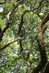 Fresh green old tree  branches foliage on a bright day light. 