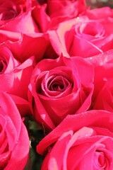 red roses background
