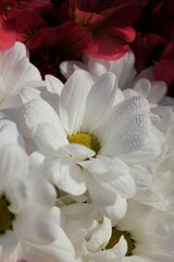 Obraz na płótnie Canvas White daisies 
