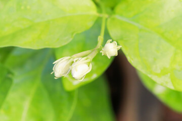 Close up white Jasmine flowers in the garden