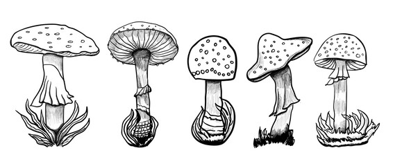 set amanita spotted mushroom sketch hand drawn vector illustration