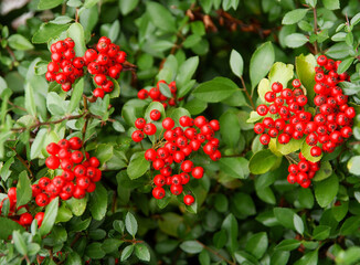 Obraz premium red berries of Firethorn -Pyrocantha coccinea bush at autumn