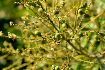 Dimocarpus longan flower, commonly known as the longan, is a tropical tree species that produces edible fruit. 