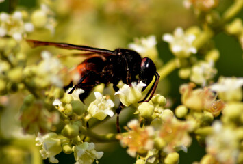 Dimocarpus longan flower, commonly known as the longan, is a tropical tree species that produces edible fruit. 