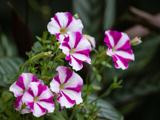 petunia growing in cashpo in a garden - 468932368