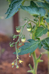 cherry tomatoes in the greenhouse - 468932374