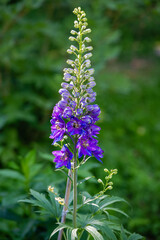 Inflorescence of blue lupin - 468932378