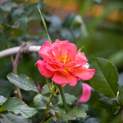 Rose flowers and  buds on a blurred green background - 468932380
