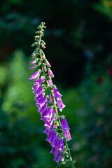 foxglove flowers on a green background