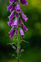 bee collecting nectar from foxglove flowers - 468932397