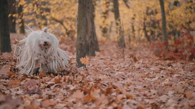 Happy curly-haired dog runs to its owner. Running Hungarian Shepherd Dog Puli, Slow motion.