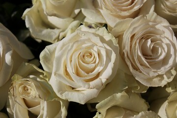 white roses in the garden