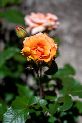 A vertical shot of a growing orange rose