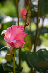 
A vertical shot of a growing pink rose