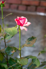 A vertical shot of a growing pink rose