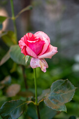 A vertical shot of a growing pink rose