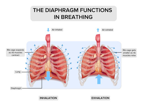 The diaphragm functions in breathing