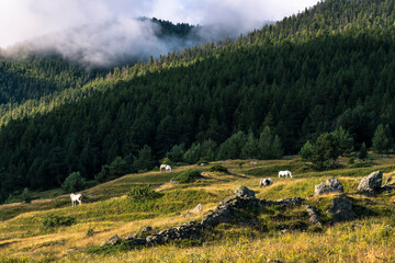 White horses graze on a sun-lit meadow in front of the forest in the Pyrenees, border France Andorra