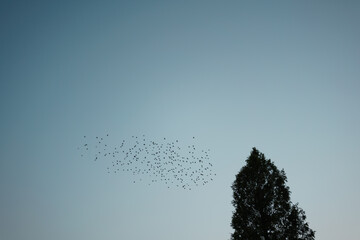 鳥の群れ