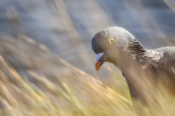 Portrait of Wood Pigeon (Columba palumbus) in field amongst tall grass