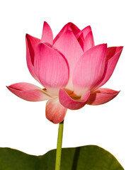 Macro pink lotus  blossom on white background