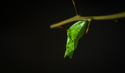 Common Mormon cocoon on citrus plant branch, closeup macro shot, isolated against a black background.