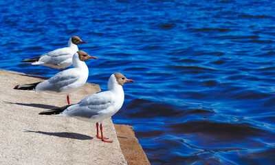 Black-headed gull or Larus ridibundus. Black headed gulls on a coastline