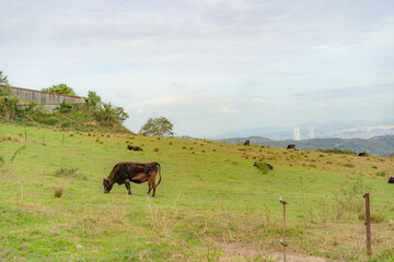 餌を食べる牧場の牛