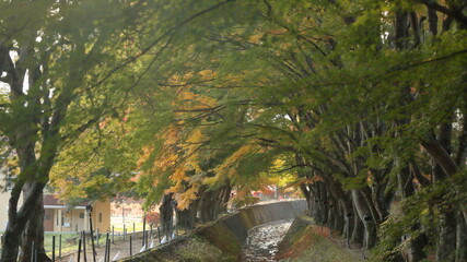 Obraz premium It feels like it's autumn already