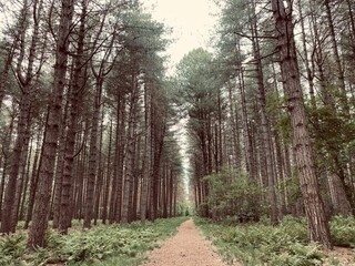 Obraz premium path in the woods