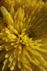 Closeup of a bright yellow chrysanthemum flower