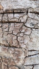 blur and close up bark pattern is seamless texture from tree. For background wood work, Bark of brown hardwood, thick bark hardwood, residential house wood. macro pattern of bark tree.