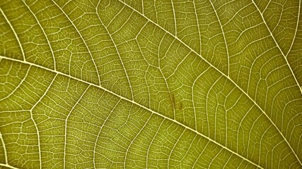 background texture green and yellow leaf structure macro photography
