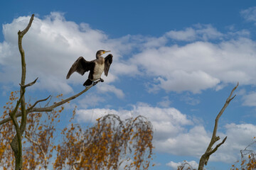 Kormoran in typischer Haltung mit halb geöffneten Flügeln