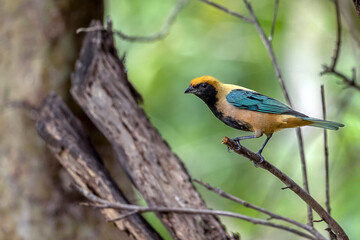 The Burnished-buff Tanager. Species Tangara cayana also known as Saira-amarela. Yellow and black bird found in several regions of Brazil. The exuberance of wild nature. Brazilian Savannah.