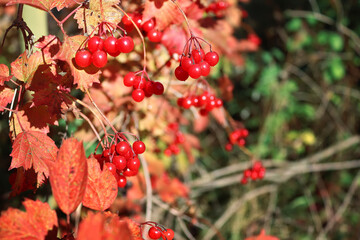 Guelder rose (Viburnum opulus) berries on a shrub. Autumn garden