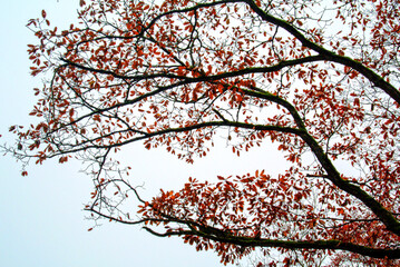 Herbst 2021 Doos und Veitsberg