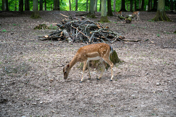 A beautiful deer standing in a natural habitat