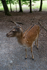 A beautiful deer standing in a natural habitat