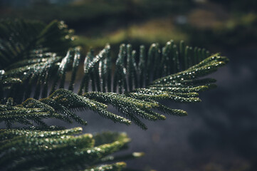 Sunny pine forest early in the morning.